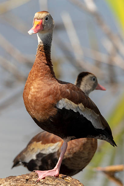 istock Black Bellied Whistling Duck 2247310688