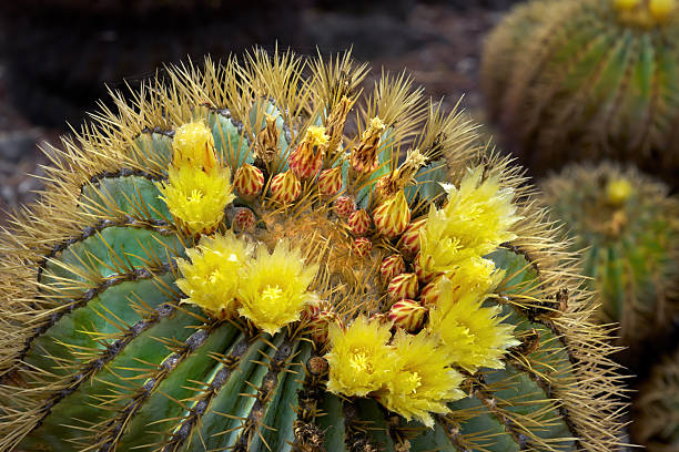 Ferocactus histrix - Candy Barrel Cactus, Mexican Barrel Cactus - flowers and buds in close-up with focus stacking - Gran Canaria, Canary Islands