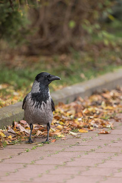 istock Black and gray crow sits and looks into the camera 2247312948