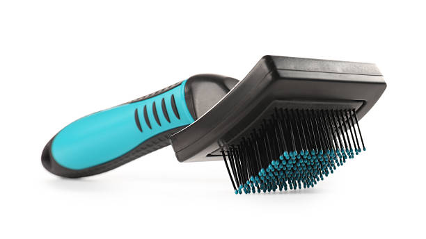 istock One brush for pet isolated on white 2247314508