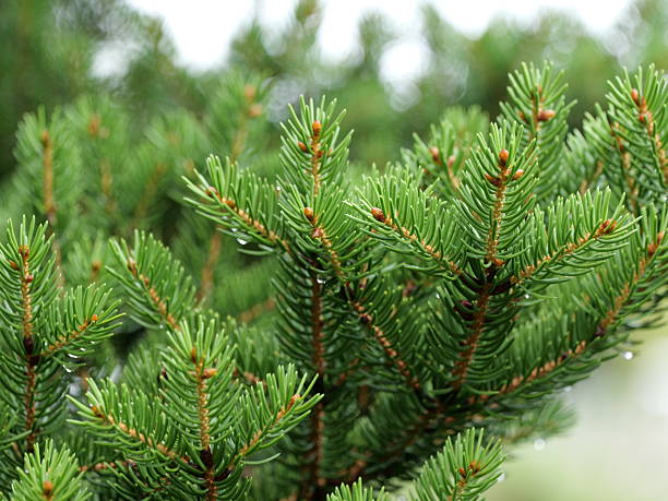 istock Spruce branches Picea with fresh needles and young cones 2247314852