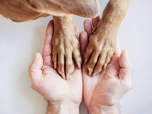 istock Dog's paws and human hands. View from above 2247315713