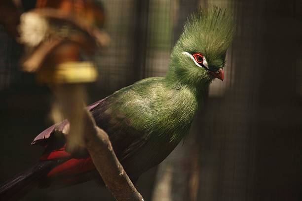 The Persian Turaco (also called the green turaco or Guinea turaco) is an African bird with vibrant plumage that can be observed at the Birds of Eden sanctuary in South Africa.