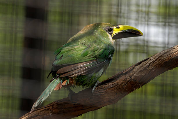 The Aulacorhynchus prasinus, known as the emerald toucan or green toucanet, is a species of tropical bird from the Ramphastidae family, recognized for its bright green plumage and colorful beak