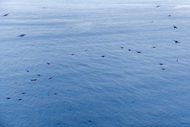 A flock of birds flying over a calm blue ocean. The birds are scattered throughout the sky, with some flying closer to the water and others further away. Concept of freedom and tranquility