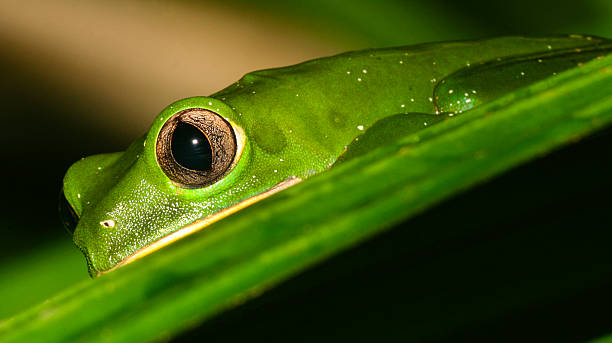 istock Tropical Frog, Tropical Rainforest, Napo River Basin, Amazonia, Ecuador 2247317172