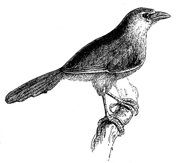 Antique zoology animal illustration: Chestnut Capped Timalia