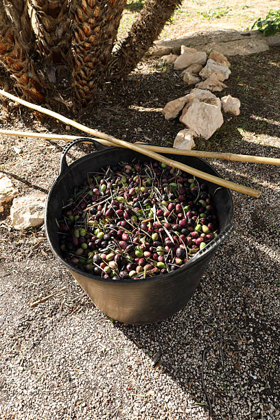Harvested Olives in Benimantell plantation in Autumn. Alicante, Spain.