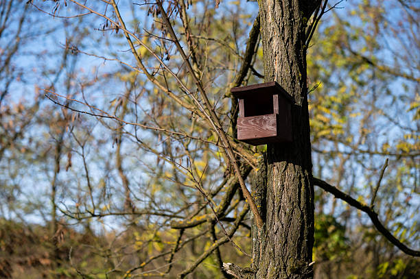 A small wooden birdhouse is mounted on the trunk of a tree in a quiet forest setting. Sunlight filters through the branches, highlighting the natural textures of the wood and bark.