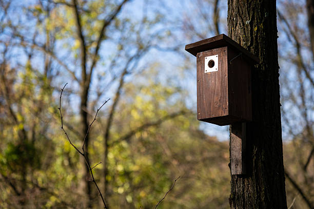 A wooden birdhouse is attached to a tree trunk in a sunlit forest clearing. Soft natural light highlights the warm tones of the wood while the blurred background of leaves and branches creates a peaceful atmosphere.