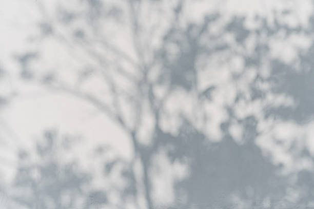 istock Shadow of tree branch on white wall background 2247322243