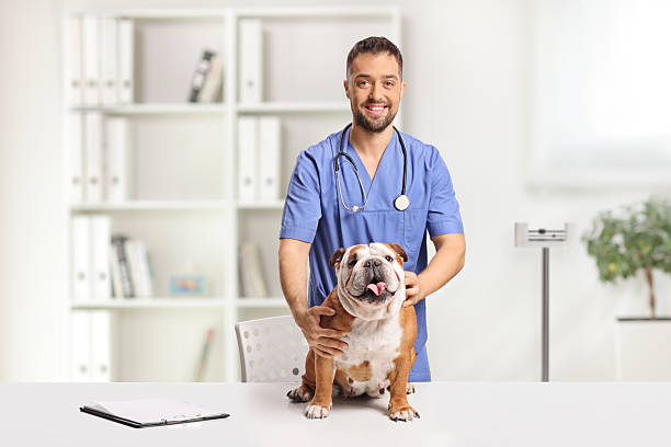 istock Vet doctor checking a bulldog 2247323370