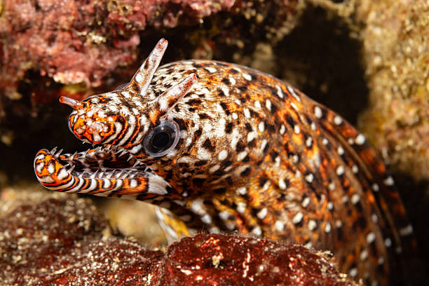 A close-up image of a Goldentail moray eel (Gymnothorax miliaris)