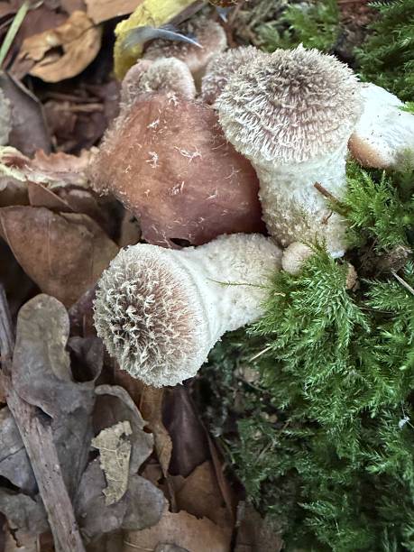 istock Puffball Fungi 2247324150