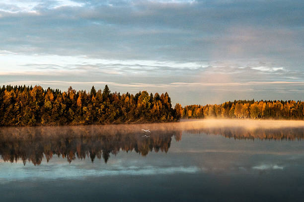 A bird flying in the sun ray on the river Skellefte, Skelleftea, Sweden.