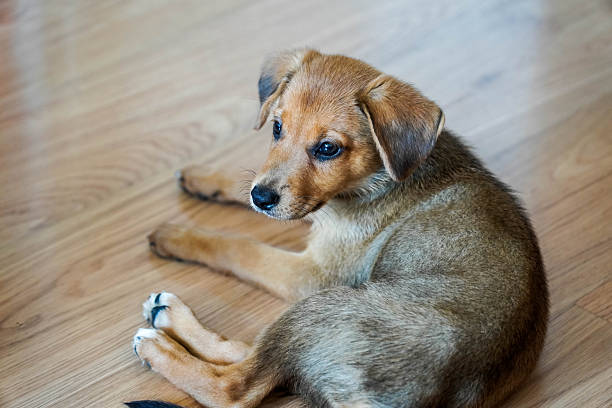 A cute brown puppy lying on a wooden floor, looking sideways.