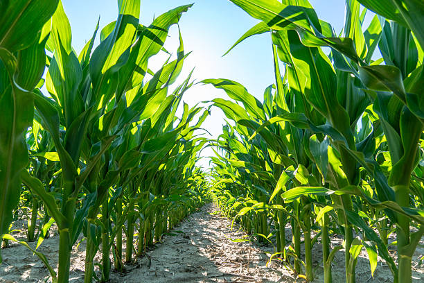 istock Lush green cornfield stretches towards bright sky under sunny weather during summer months 2247326708