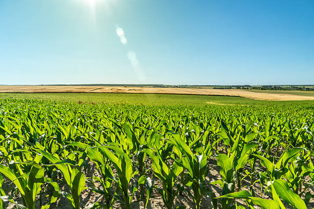 istock Green cornfield under the bright sun with clear blue sky in a rural landscape during daytime in summer 2247326742