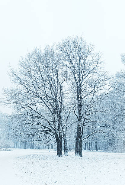 istock Snow-covered bare trees in a winter landscape 2247332762