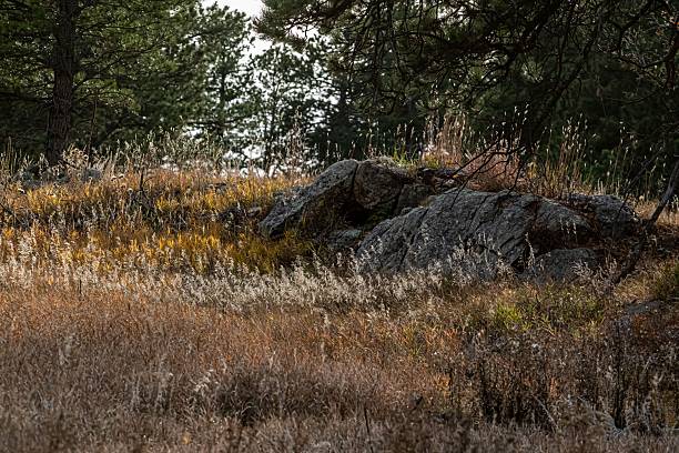 Boulders And Golden Grasses.