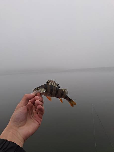 A first-person view photograph capturing a freshly caught European Perch (Perca fluviatilis) being held gently in a hand. The perch is the focal point, easily identifiable by its distinctive dark vertical stripes and vibrant orange-red fins. The background is highly atmospheric, dominated by a thick, uniform layer of heavy fog or low mist that completely obscures the horizon, giving the water surface a flat, mysterious grey color. The low visibility enhances the feeling of solitude and immersion in the fishing experience. This image is ideal for themes related to sport fishing, cold weather angling, freshwater fish species, the beauty of a foggy morning, and nature-based hobbies.