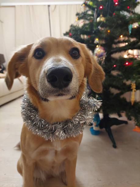 istock Puppy in a New Year's decoration 2247336306