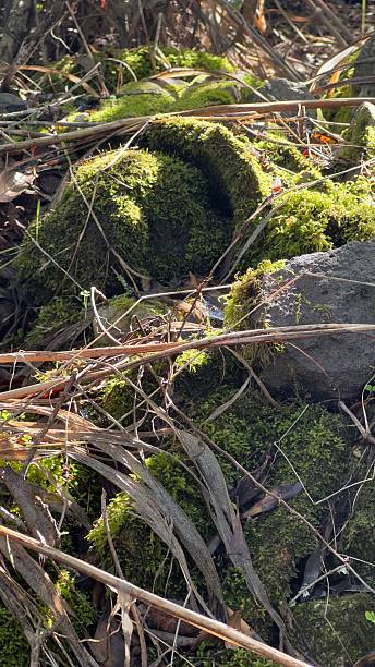 istock nature farm sun green plants 2247337407