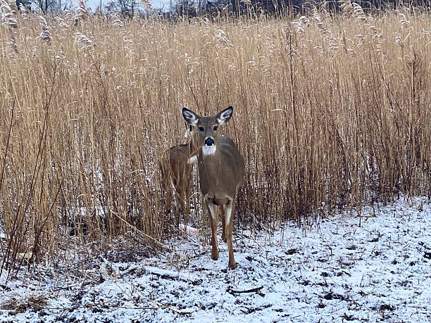 istock Deers  standing quietly in snowy winter woods 2247337885