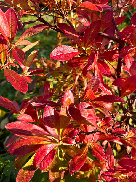 istock Autumn Red Leaves Close-Up 2247338449