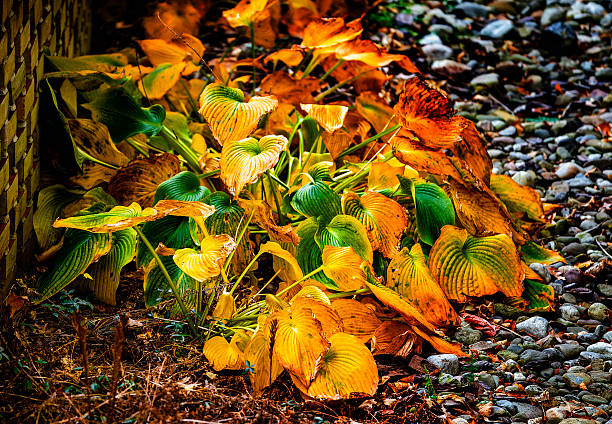 Hosta plants in autumn colors