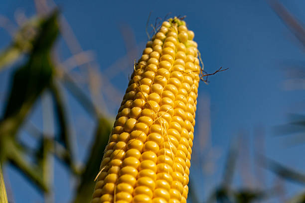 istock Golden corn on the cob growing under a clear blue sky during summer harvest season 2247341786