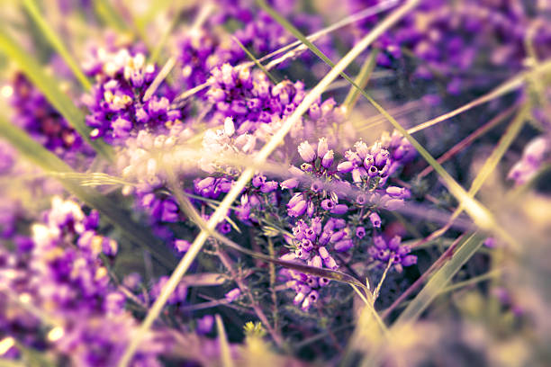 Nature beautiful, toning design spring nature, sun  and plants