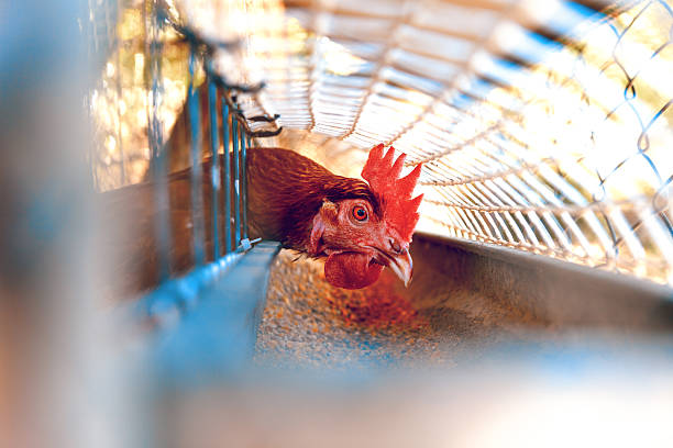 A group of chickens peck the ground under the shade of a tree, with rays of sunlight filtering through. Natural and rustic setting ideal for free-range farming concepts.