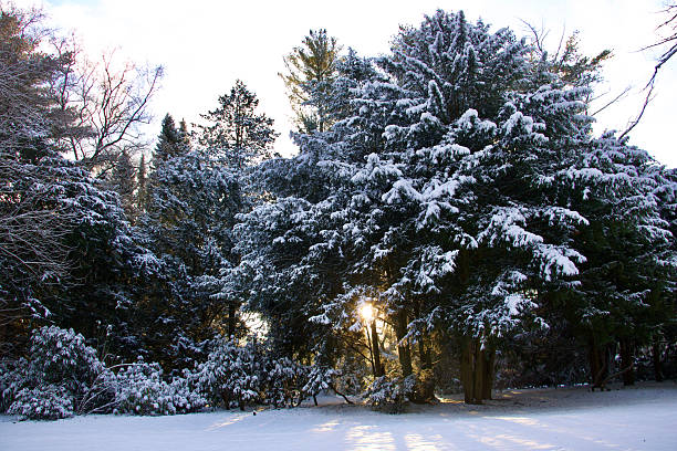 Snow-Covered Evergreen Trees in a Sunlit Clearing in Hambrug Stadtpark