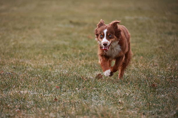 istock A brown and white dog is running through a field 2247346617