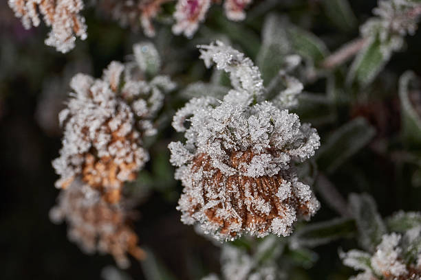 istock Frost on a dry plant in close-up. 2247347894