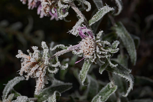 istock Frost on a dry plant in close-up. 2247347896