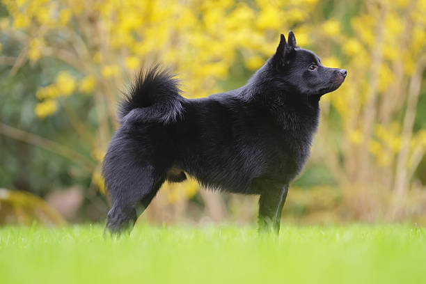 istock Young adorable Schipperke dog posing outdoors standing in a green grass in spring 2247348162