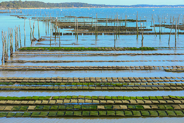 foreshore