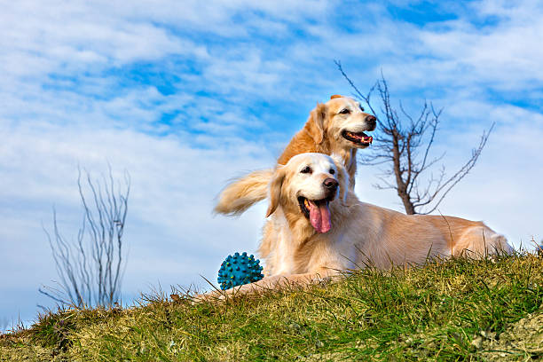 Happy pets portraits in outdoors