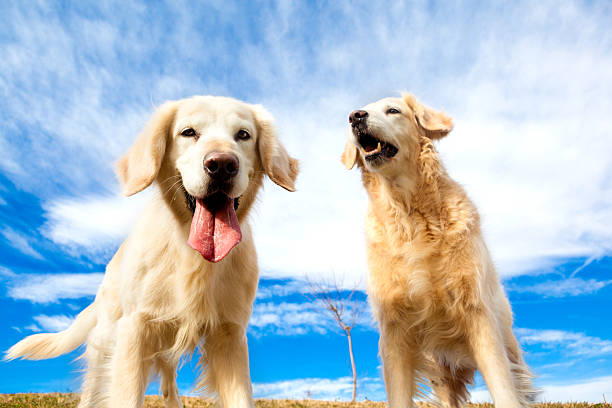 Cute Golden Retriever puppy