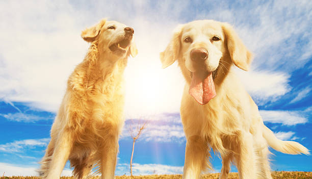 istock Funny dogs.Golden retriever 2247349310