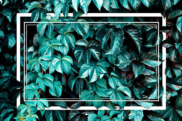 istock Leaves and vegetation artwork and layout. 2247349602