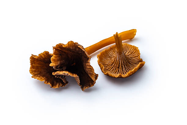Two Funnel chanterelle isolated on a white background, high angle view, studio shot.