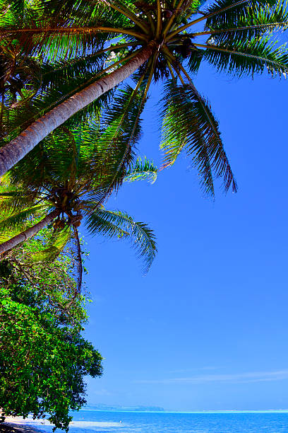 Ngermelech, Melekeok State, Babeldaob Island, Palau: tranquil beach with warm waters and coconut palm trees leaning over the Pacific Ocean,