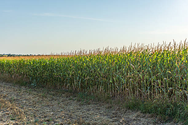 istock Cornfield stretching across the landscape under a clear sky during late afternoon light 2247357688