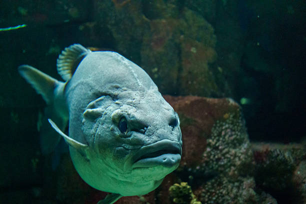 istock Grey fish swimming underwater in tropical aquarium 2247357763