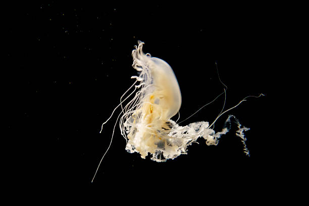 istock Jellyfish swimming underwater against black background 2247357780