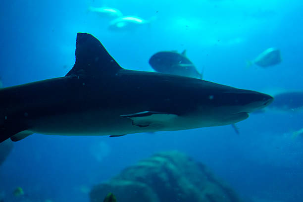 Shark swimming gracefully through clear blue water in an aquarium environment