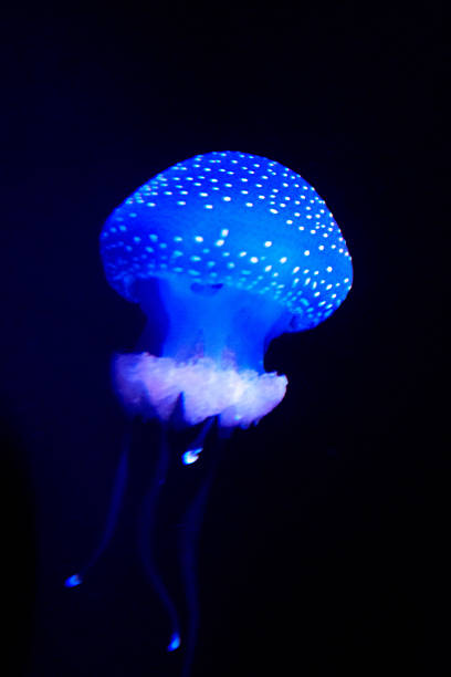 Spotted jellyfish glowing bright blue with white spots in dark ocean water